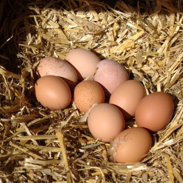 Oeufs