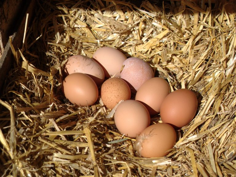 Oeufs