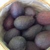 Avocats – Image 3