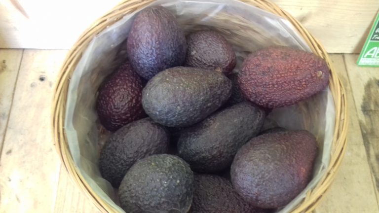 Avocats – Image 3