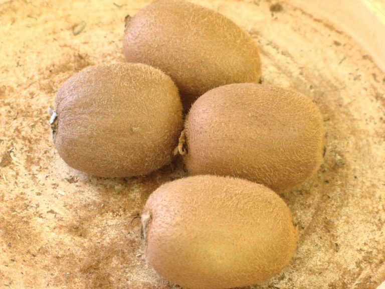 Kiwis – Image 3