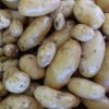 Pomme de terre – Image 5
