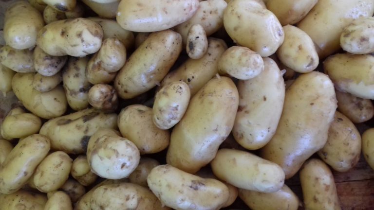 Pomme de terre – Image 5