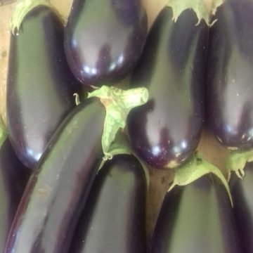 Aubergines violettes