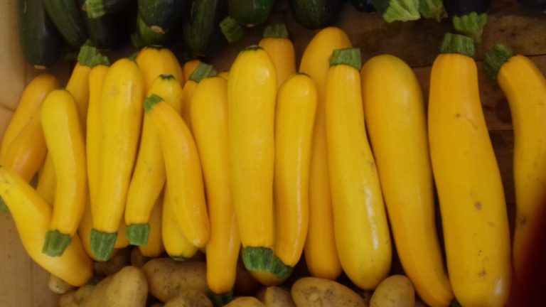 Courgettes vertes et jaunes – Image 3