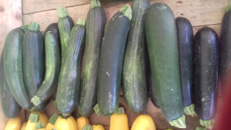 Courgettes vertes et jaunes – Image 4