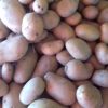 Pomme de terre – Image 6