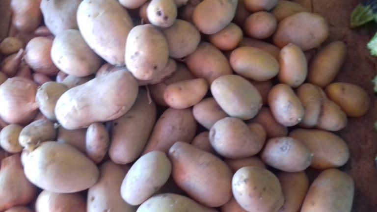 Pomme de terre – Image 6