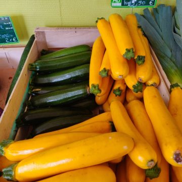 Courgettes vertes et jaunes