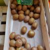 Kiwis – Image 2