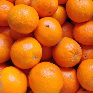 Oranges